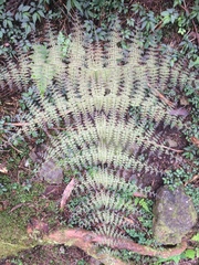 Dryopteris paleolata