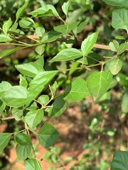 Premna mooiensis