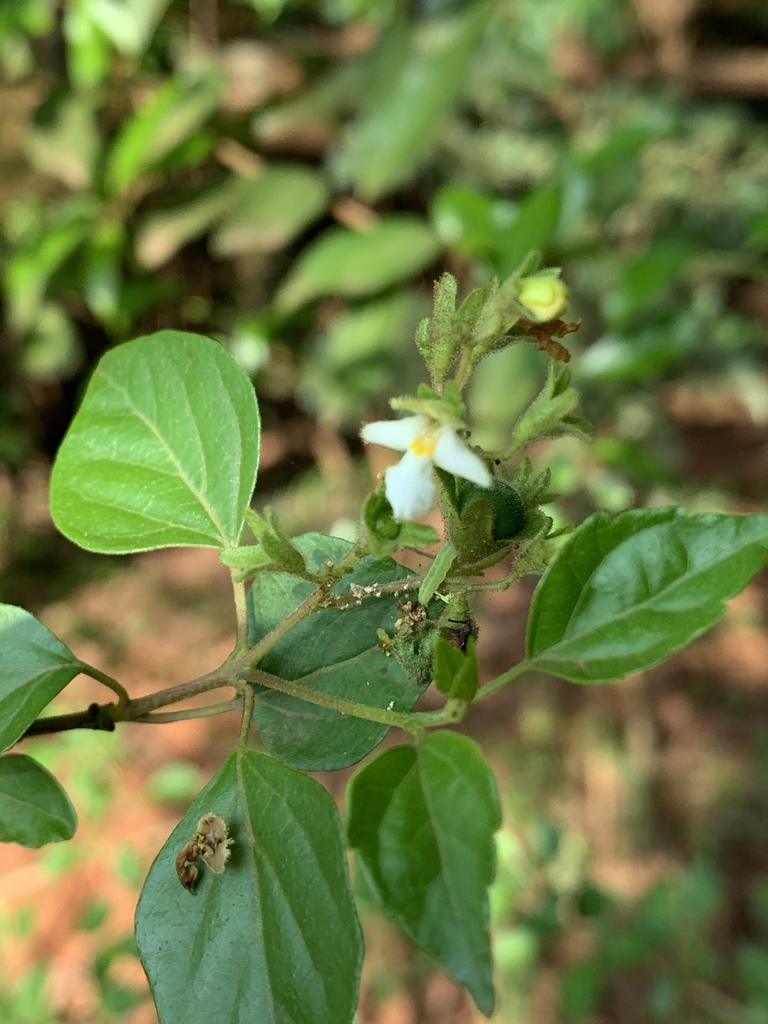 Fire-Stick Bush