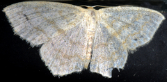 Scopula junctaria