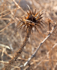 Onopordum palaestinum
