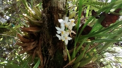 Cuitlauzina pulchella