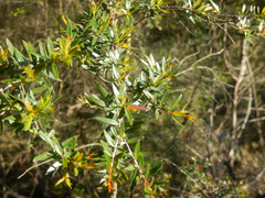 Sannantha (Sannantha)