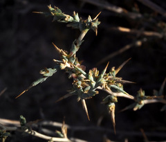 Noaea mucronata