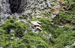 Schizophyllum commune