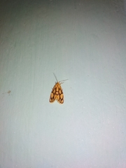 Miltochrista conjunctana