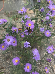 Dieteria bigelovii