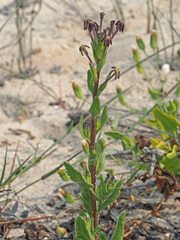 Lyperia tristis