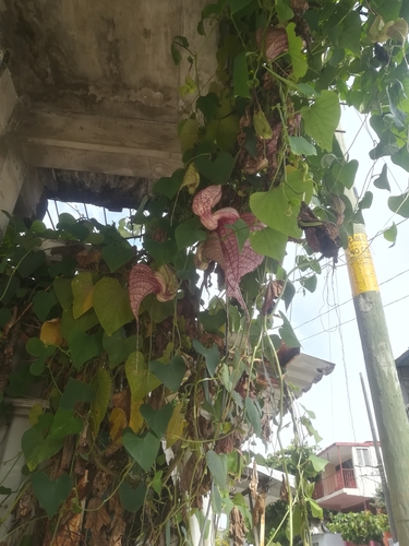 Pelicanflower (Aristolochia grandiflora)