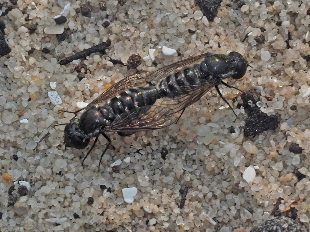 Tomomyza anthracoides