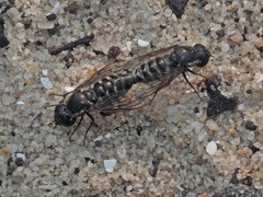 Tomomyza anthracoides