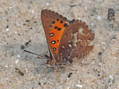 Aloeides thyra thyra