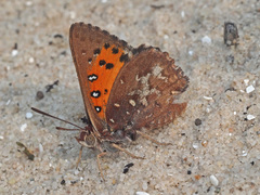 Aloeides thyra thyra