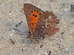 Aloeides thyra thyra