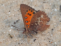 Aloeides thyra thyra