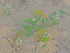 Capnophyllum