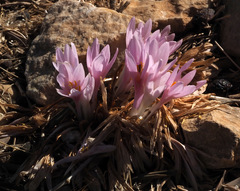 Colchicum hierosolymitanum
