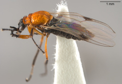 Dilophus occipitalis