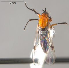 Dilophus occipitalis