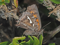 Phasis thero thero