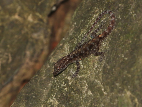 Tanintharyi Rock Gecko, Cnemaspis tanintharyi