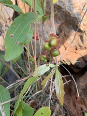 Ochna confusa