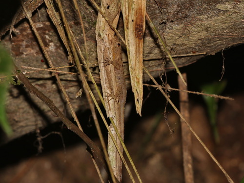 Siamese Rock Gecko, Cnemaspis siamensis