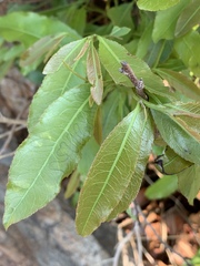 Ochna confusa