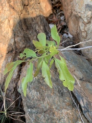 Ochna confusa