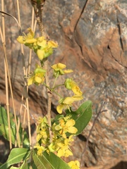 Ochna confusa