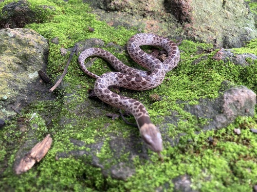 Rio Grande de Santiago Nightsnake