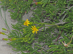Senecio aloides