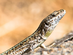 Carbonell's Wall Lizard photo 2