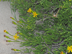 Senecio aloides