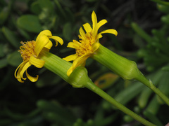 Senecio aloides