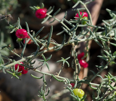 Enchylaena tomentosa