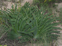 Boophone haemanthoides