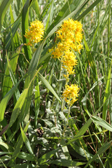 Solidago spathulata spathulata