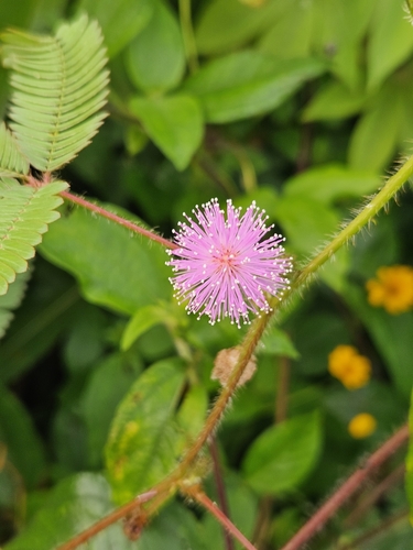 Sensitive Plant