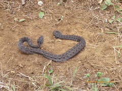Tancitaran Dusky Rattlesnake photo 3