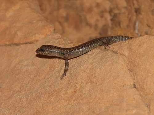 Perak Forest Skink