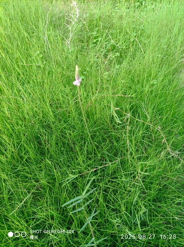 Japanese jacinth