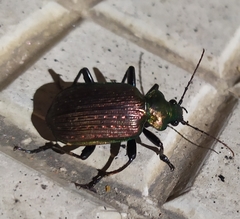 Calosoma alternans