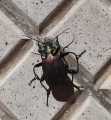 Calosoma alternans