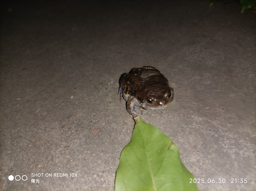 Boreal Digging Frog
