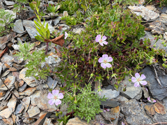Geranium hayatanum, photograph (c) 黃美滿, some rights reserved (CC BY)