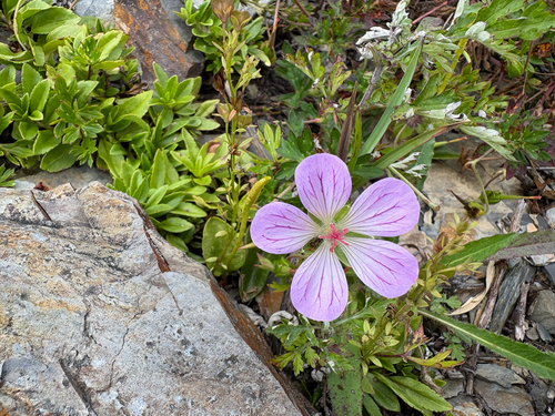 Geranium hayatanum, photograph 5