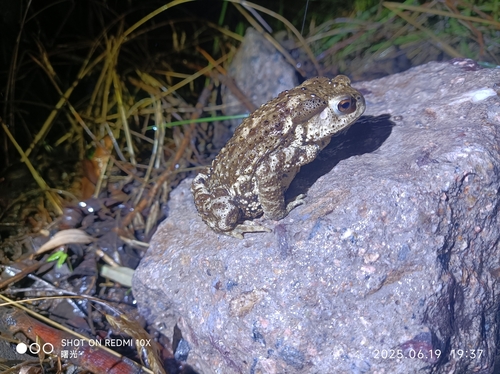 Asiatic Toad