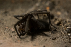 Araneomorphae