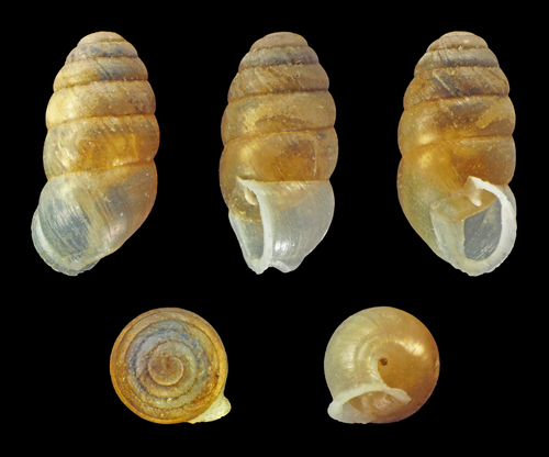 Common Chrysalis-Snail